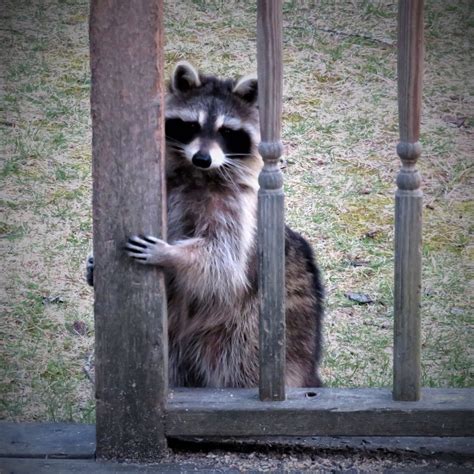 Install metal or plastic sheeting or a metal funnel around the circumference of any tree that you do not. . How to keep raccoons from climbing fence